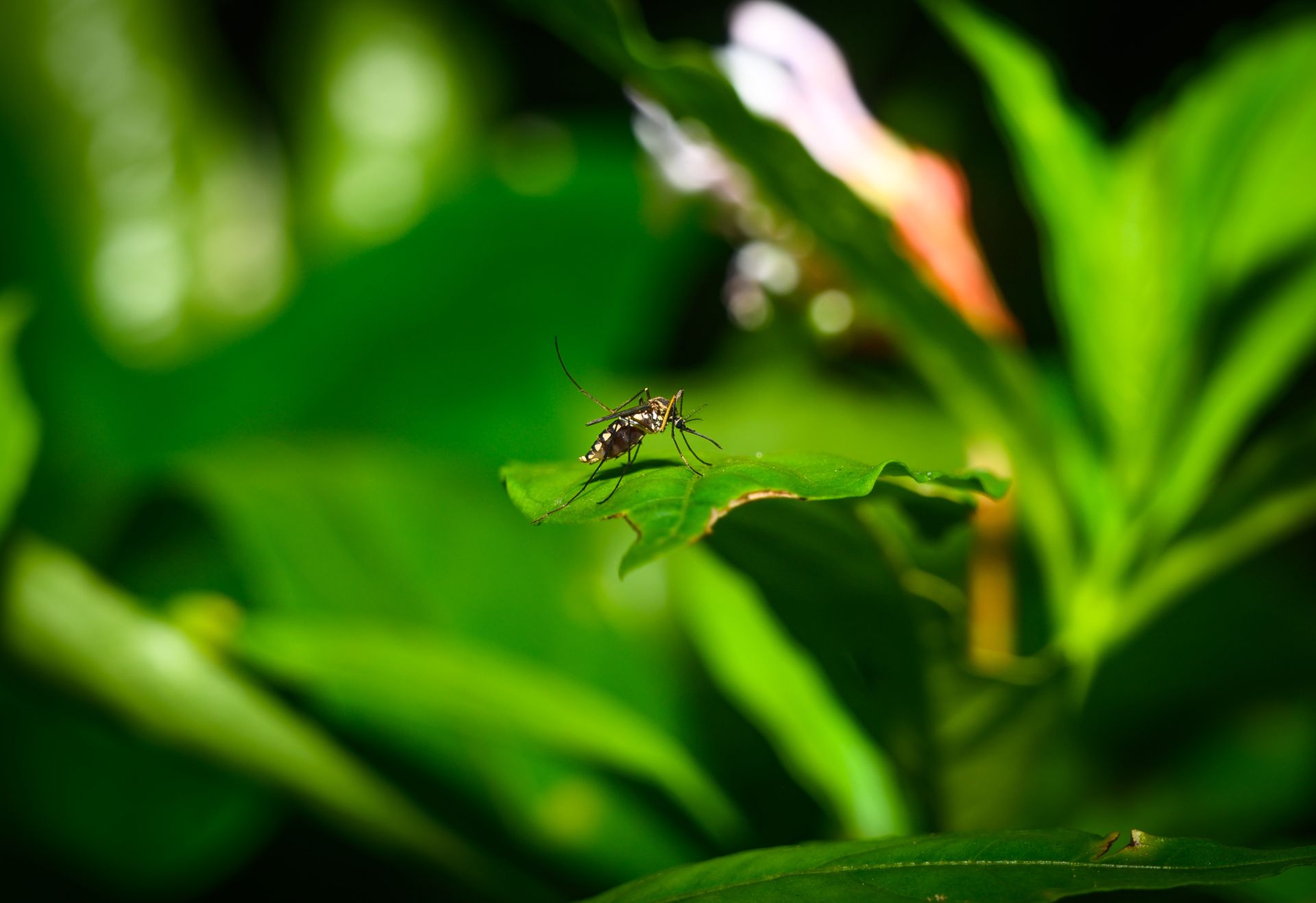 Portugalia ogłasza alert. Wykryto ogniska gorączki Zachodniego Nilu