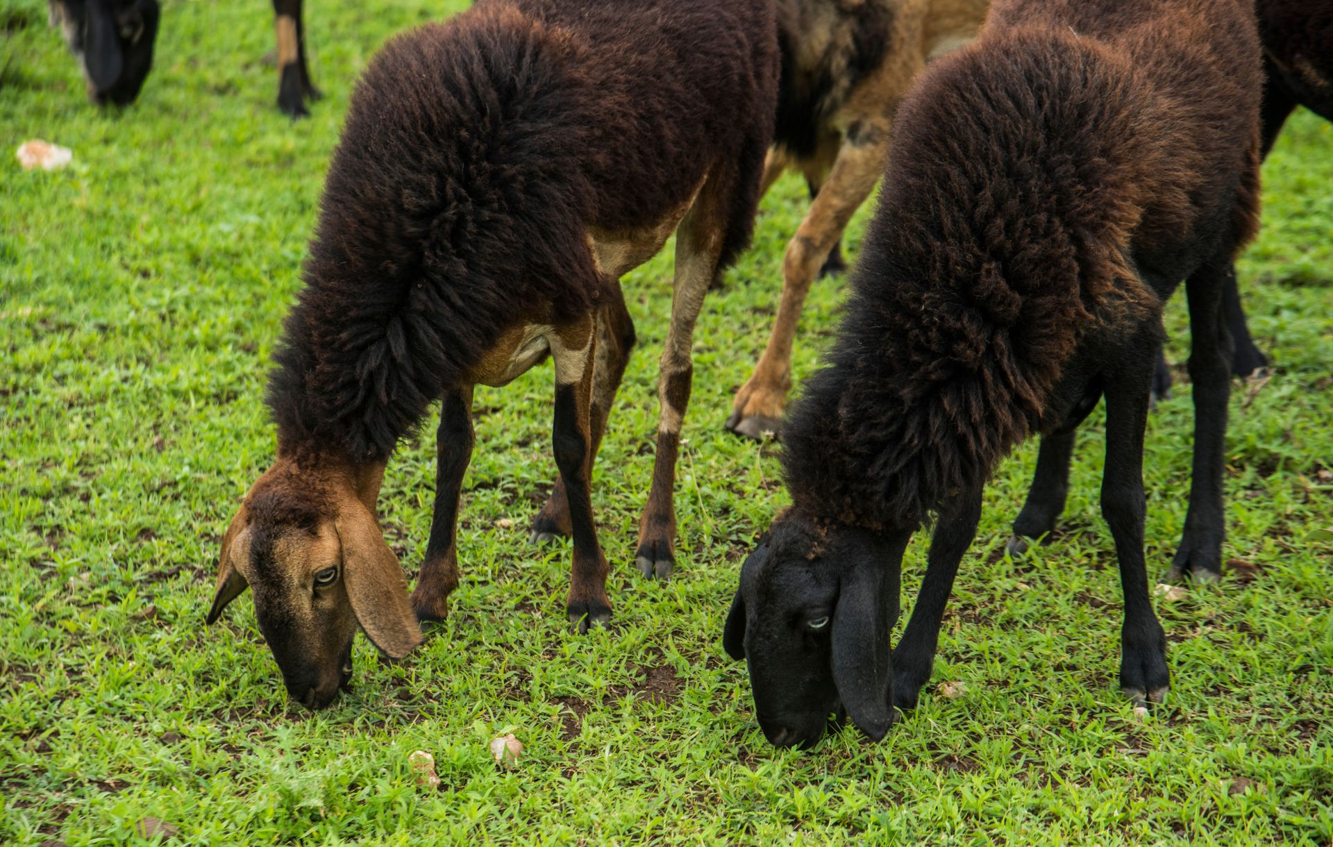 Wyrok ws. przekrętu na owce w Gdańsku. Sąd skazał byłego urzędnika