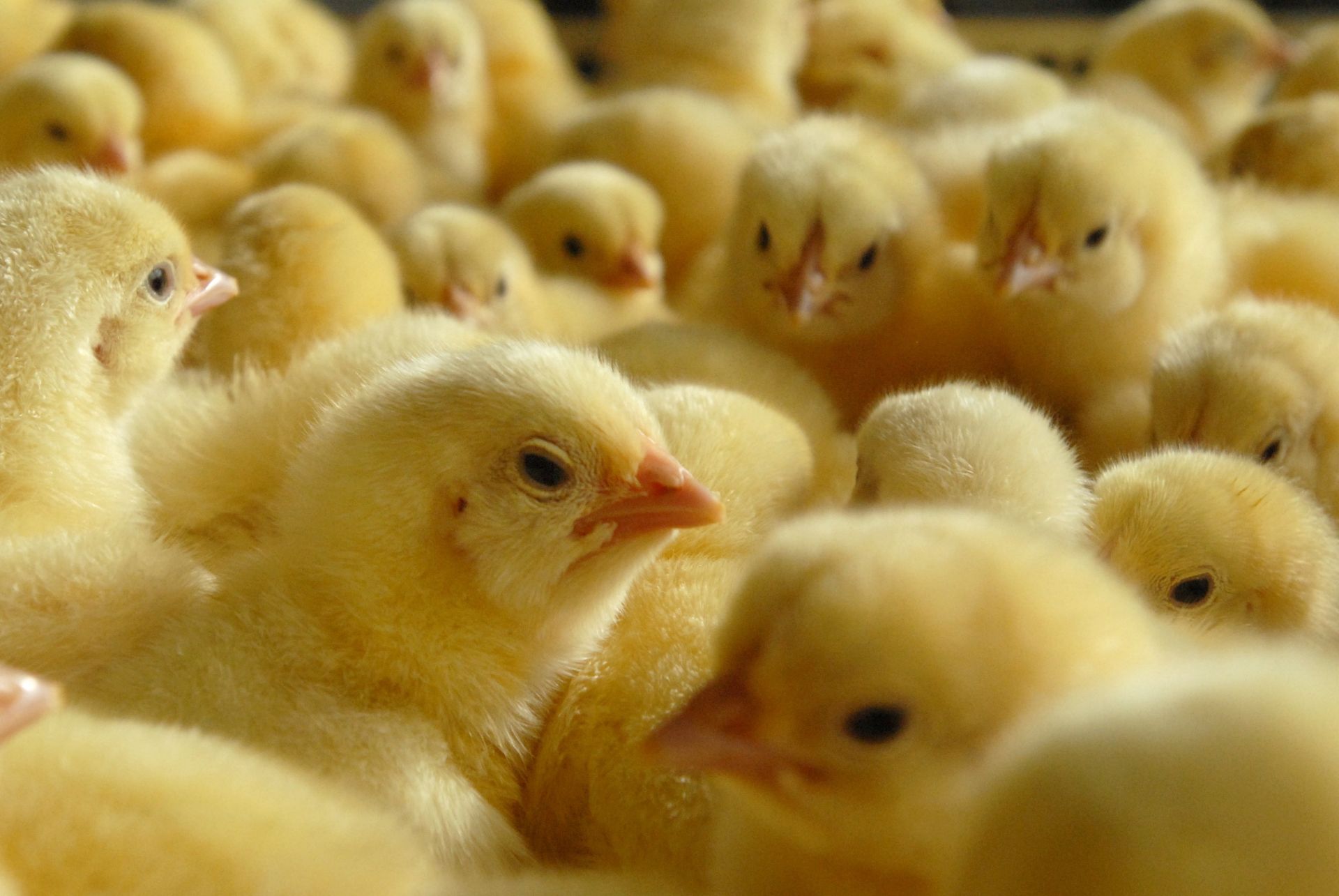 Nie chcą miliona kurczaków. Protest ws. megafermy w Żychowie