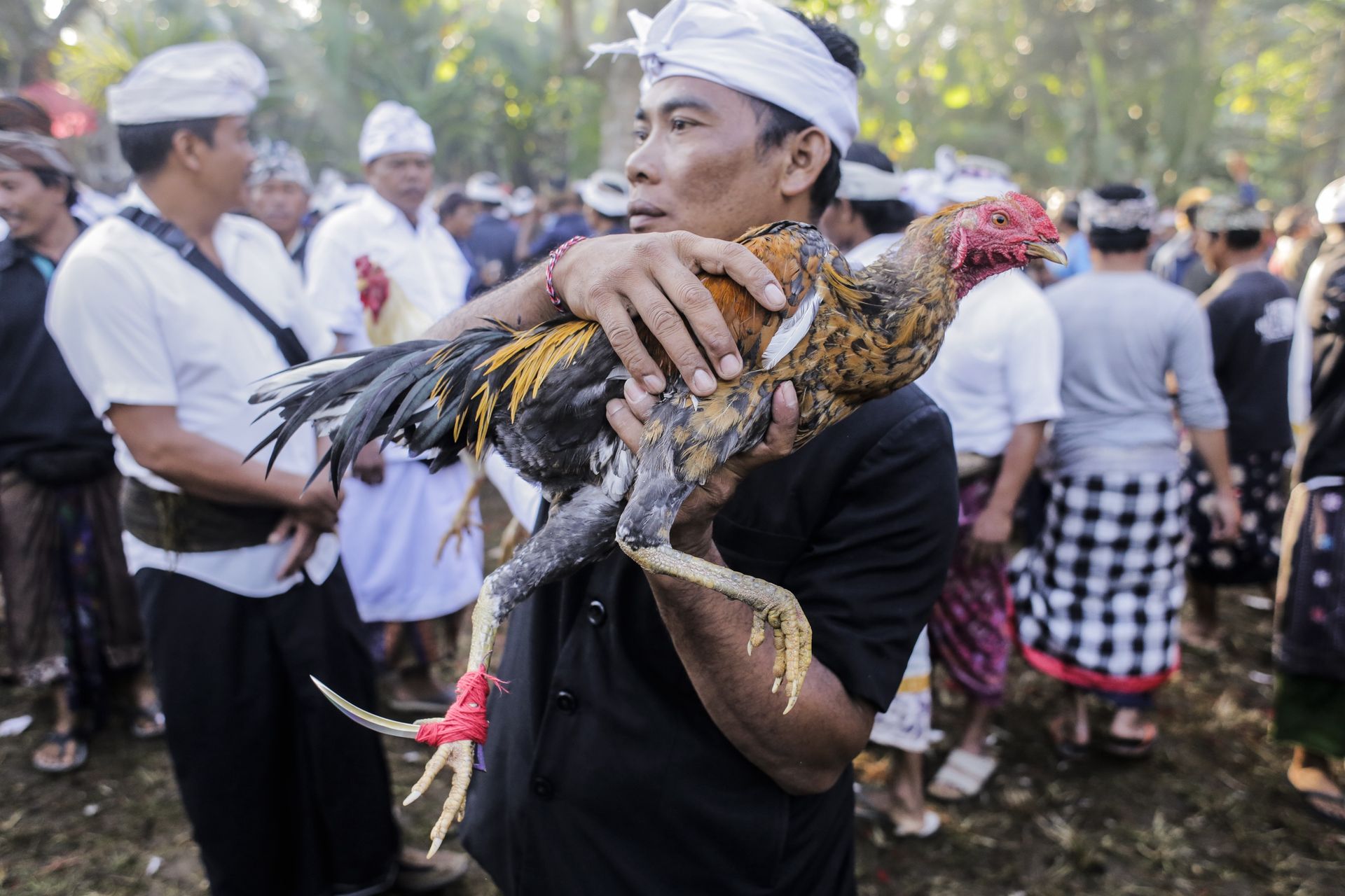 Tragiczny wypadek na Bali. Mężczyzna ofiarą walki kogutów