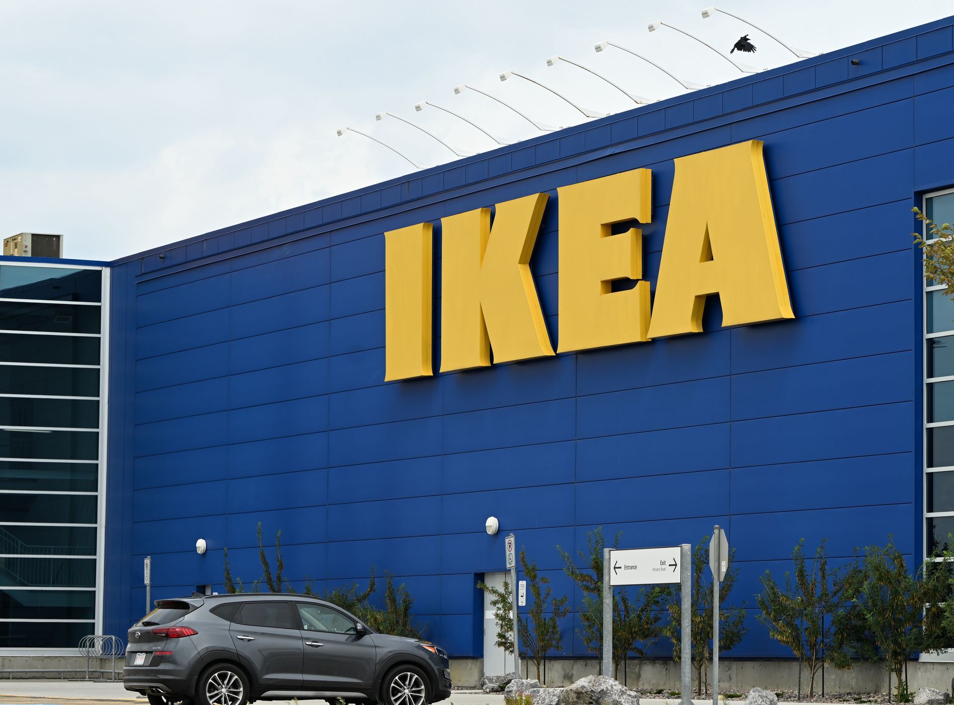 Protest w Ikei. Ekolodzy: 180-letnie drzewa idą pod nóż