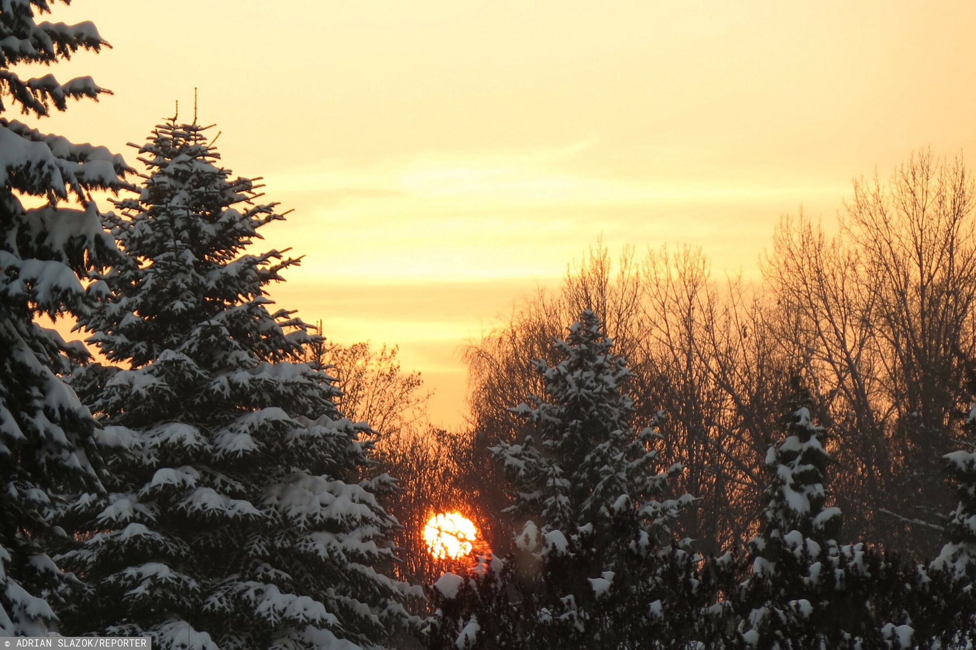 Sam wybierz i zetnij choinkę. Oto ceny drzewek