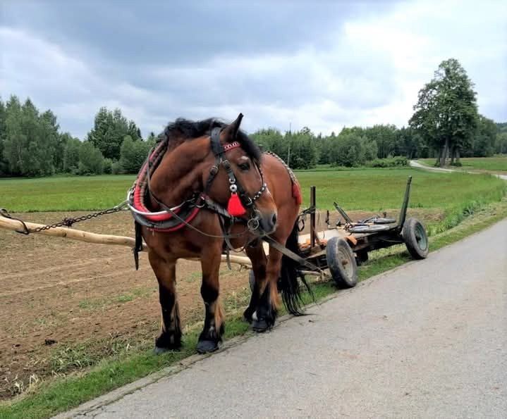 Miał ponad trzy promile alkoholu. Woźnica ledwo prowadził wóz z koniem