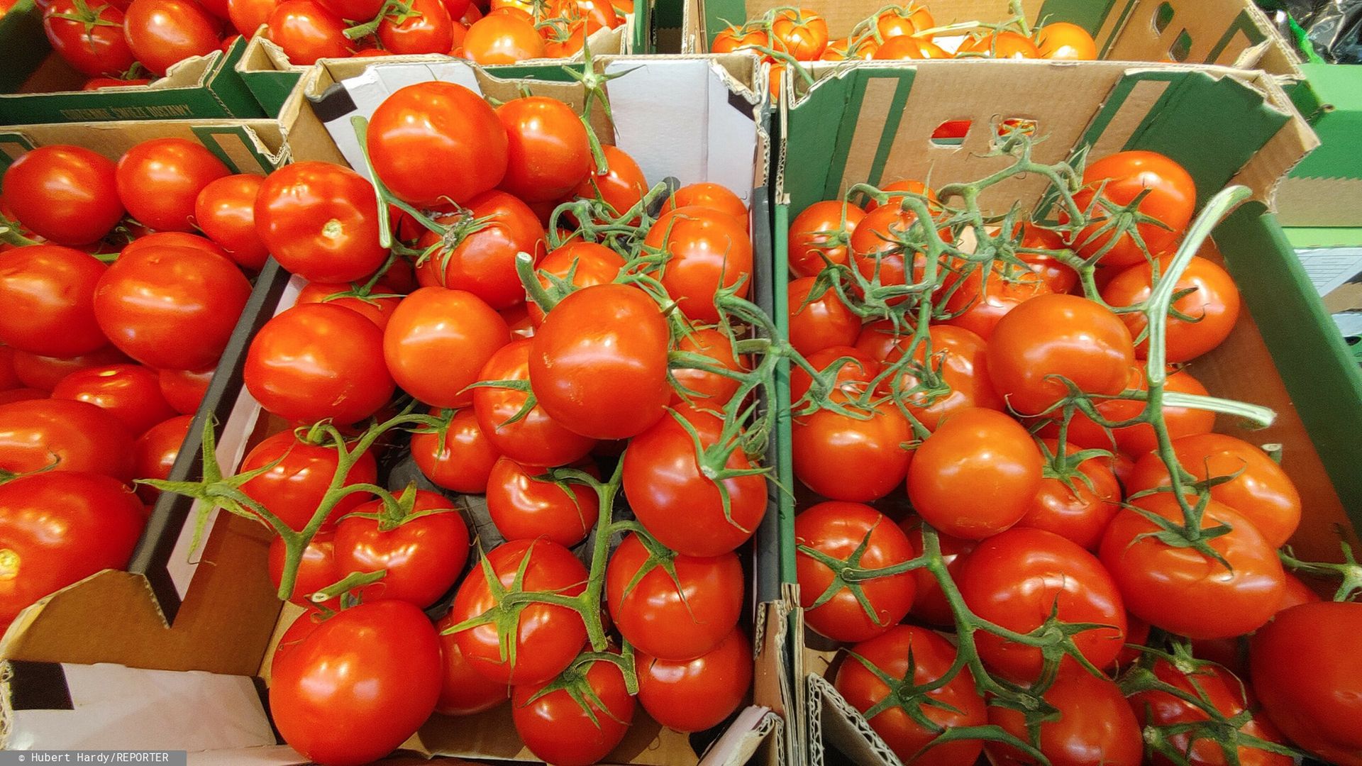 Przebadali polskie pomidory z dyskontów. Oto co w nich wykryli