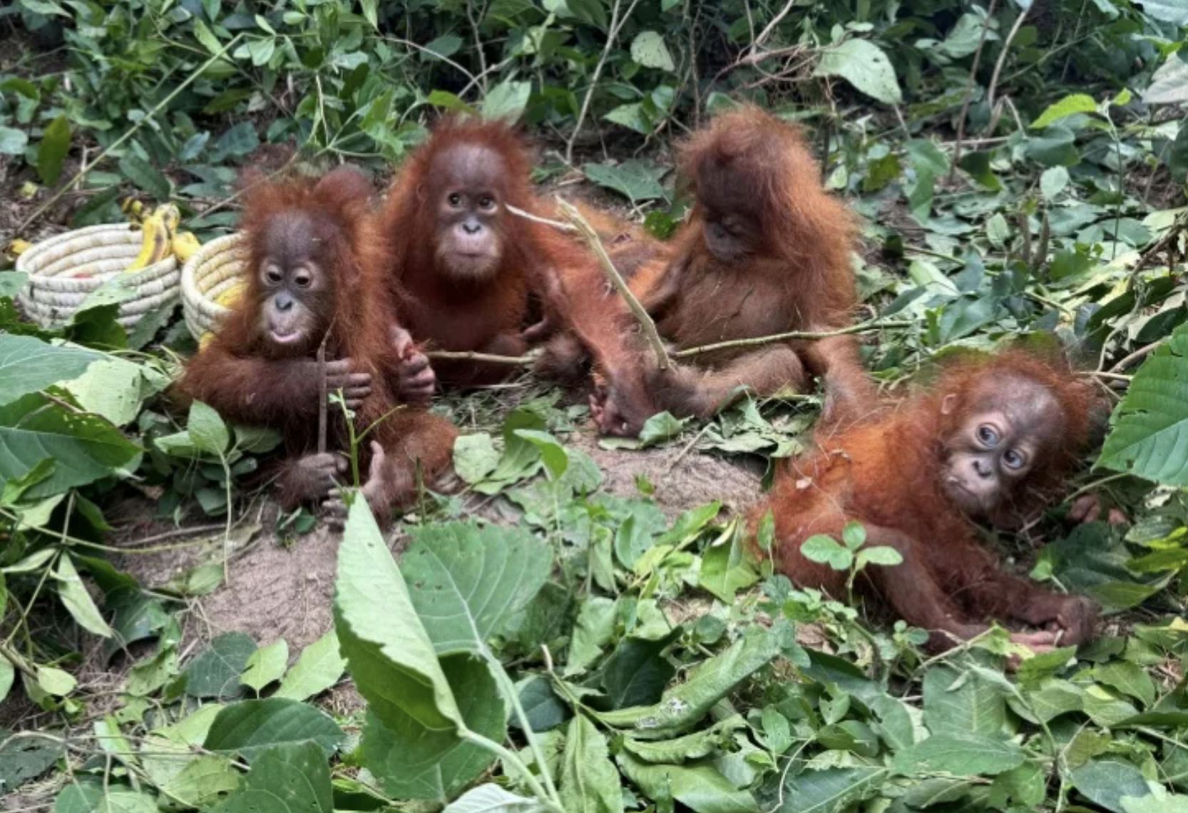 Małe orangutany porzucone w lesie. "Zjawisko na ogromną skalę"