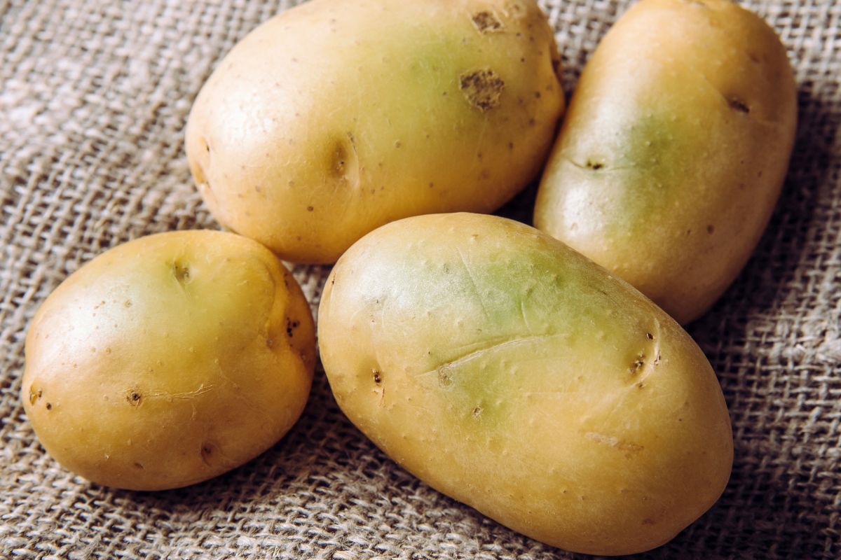 Czy wystarczy odkroić zieloną część ziemniaka i można bezpiecznie go zjeść? Rozwiewamy wątpliwości