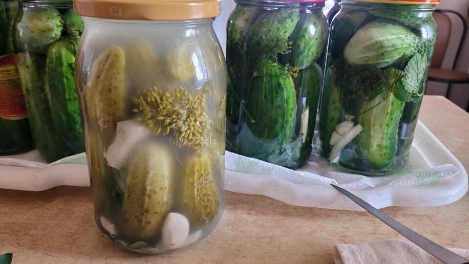 Ostatnią partię ogórków z grządki podkręcam tym dodatkiem. Najlepsze kiszone na zimę