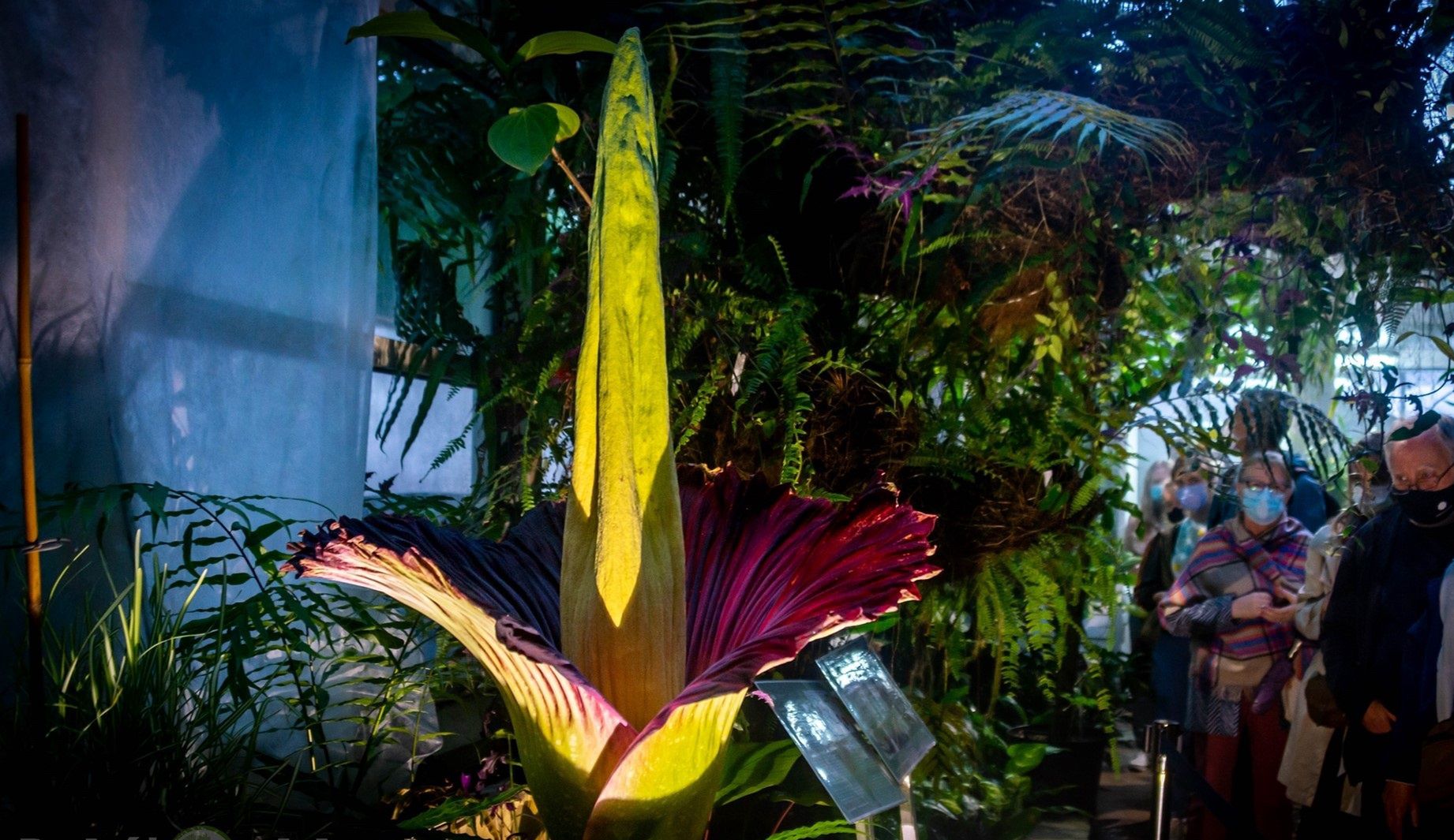 Sensacja botaniczna. Dziwidło zakwitnie po raz pierwszy od czterech lat