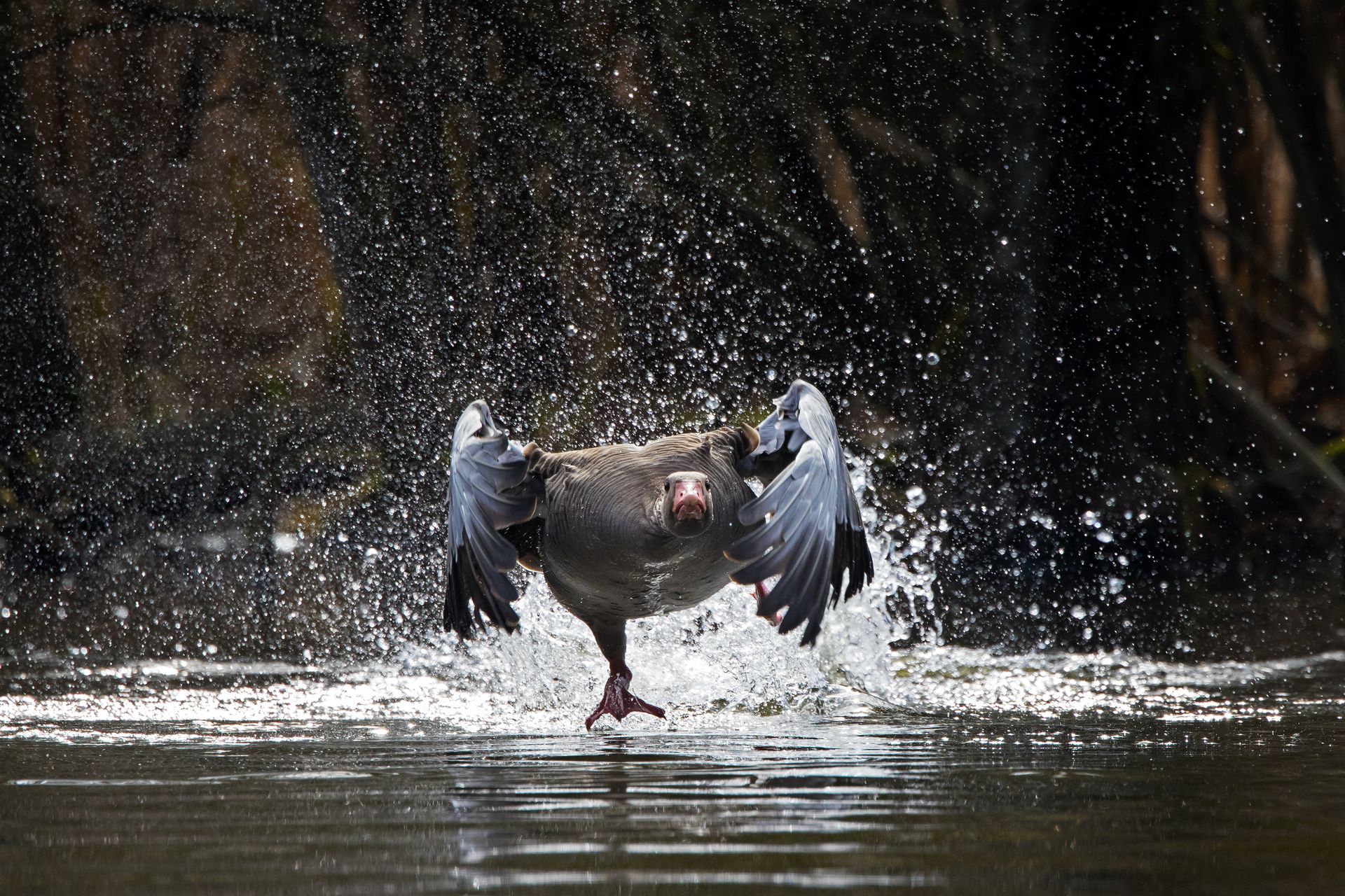 Gęsi podobne do ludzi. Odwaga jest najważniejszą cechą liderów