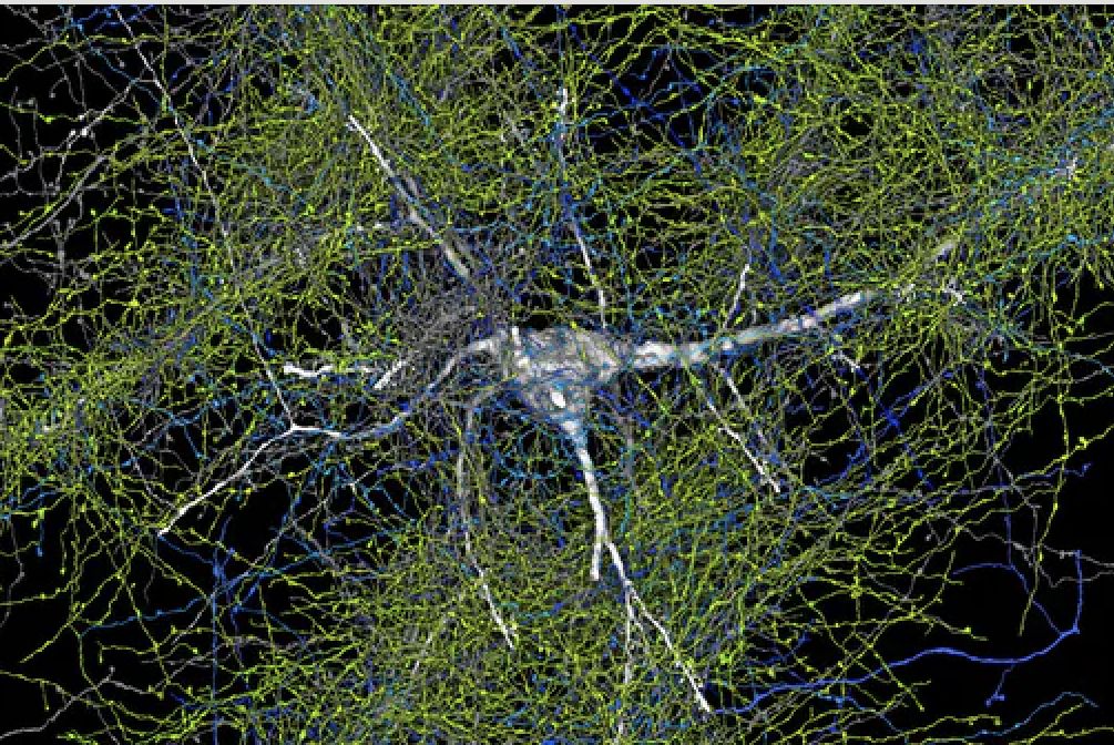 Przełomowa trójwymiarowa mapa mózgu. Naukowcy prowadzili badania przez 10 lat