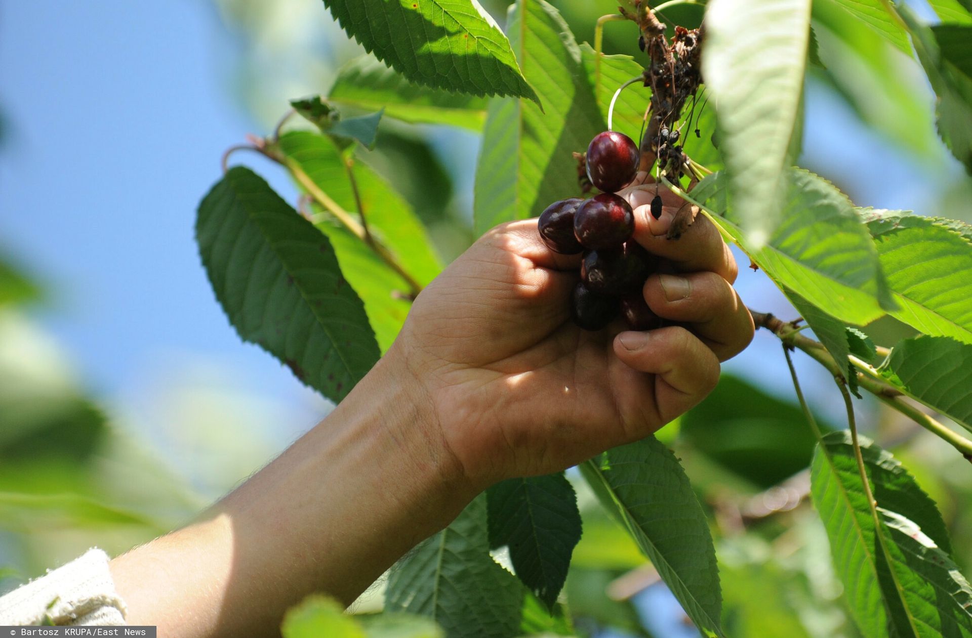 Ukraińcy przez cały czas mogą pracować na polskiej wsi. Legalny pobyt wydłużony
