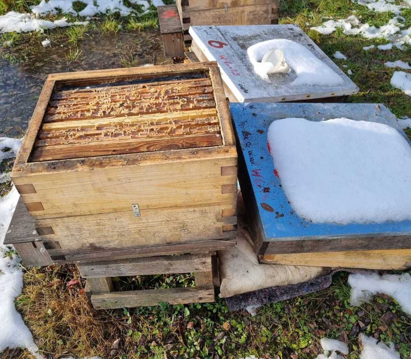 "Bestialstwo". Ktoś wkradł się na pasiekę. Ogromne straty