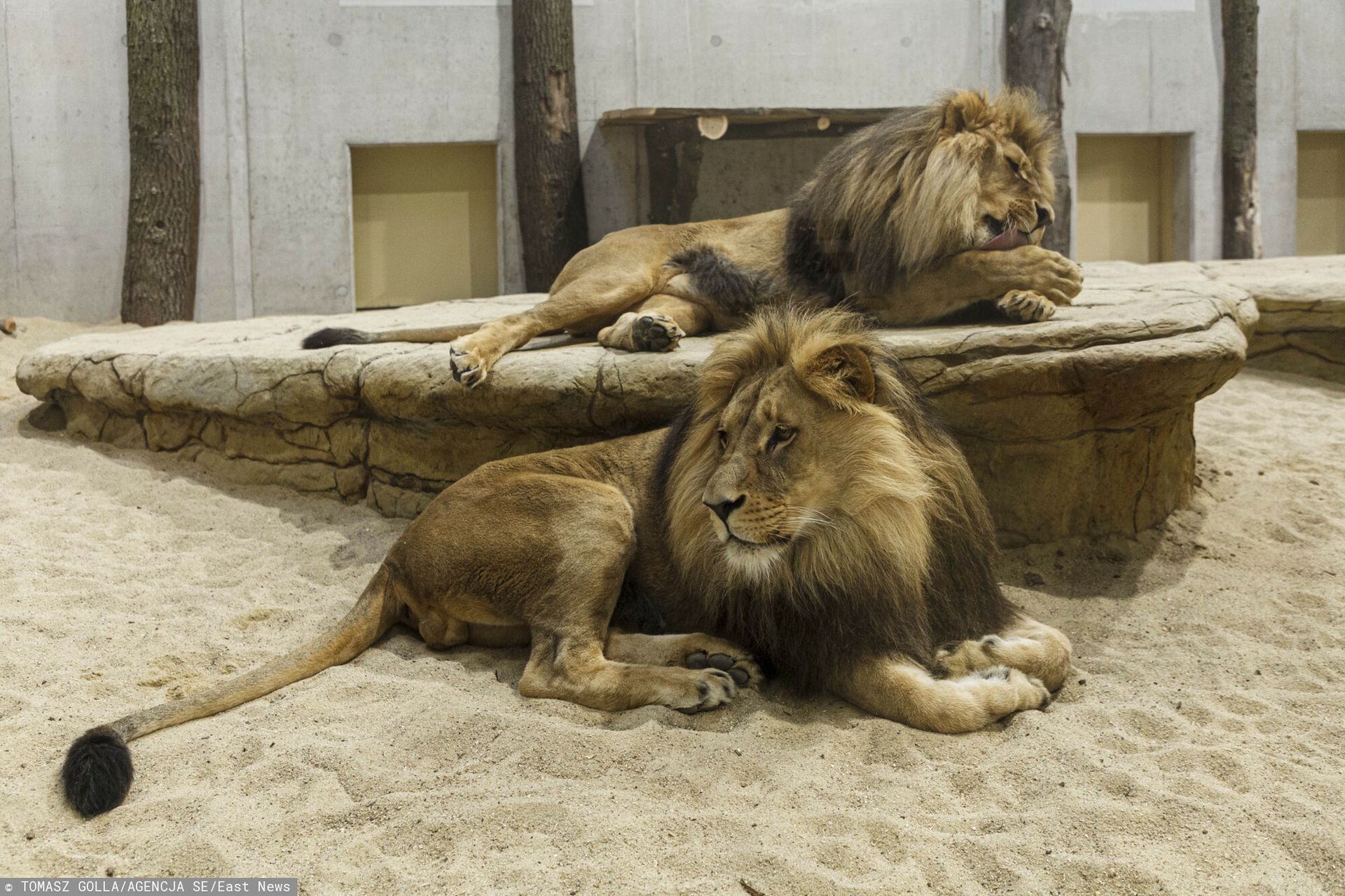 Skandal w Gizie. Lwy i tygrysy zabite w czasie remontu zoo