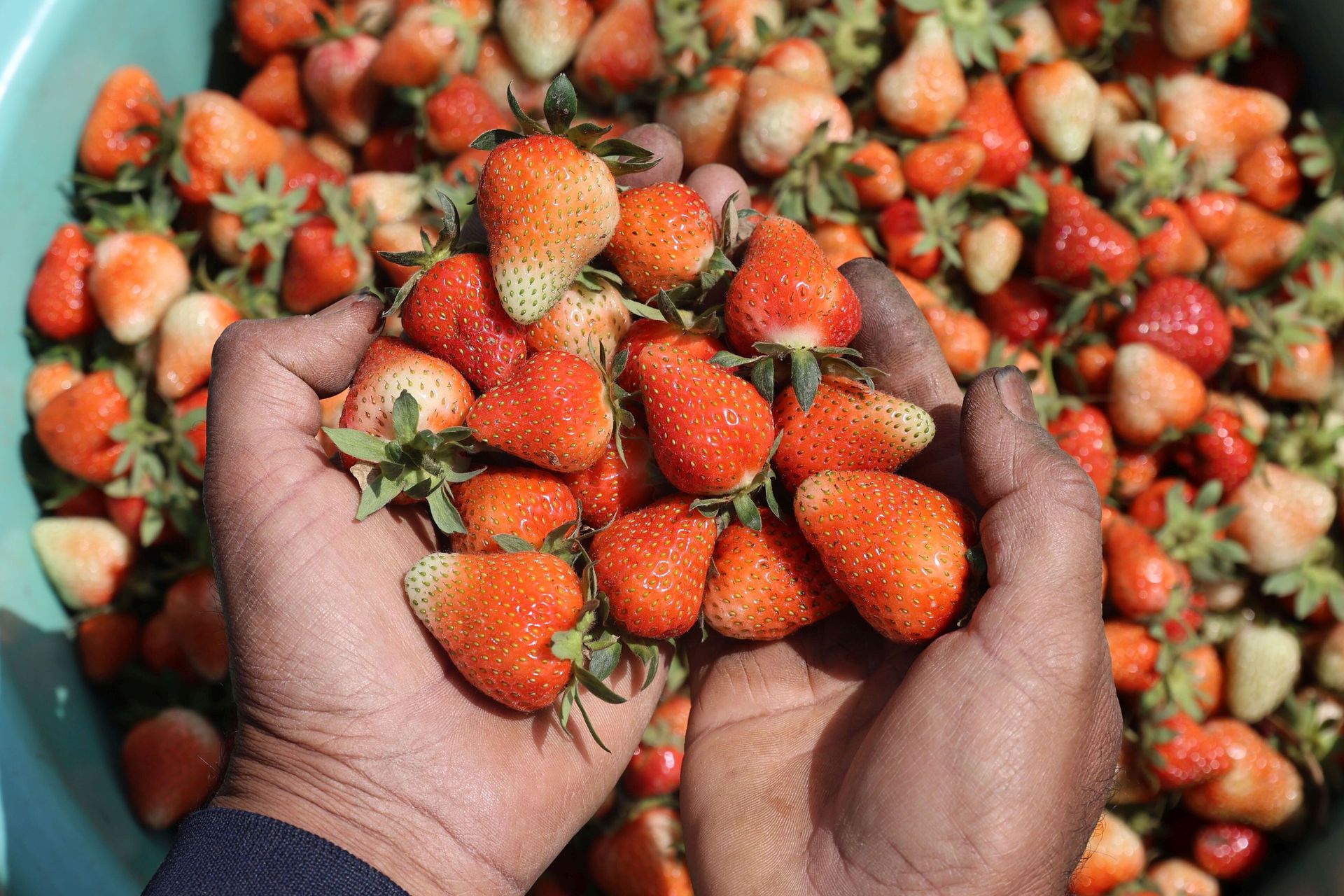 Pierwsze polskie truskawki choćby po 42 zł za kilogram. Plantatorzy wskazują na przymrozki
