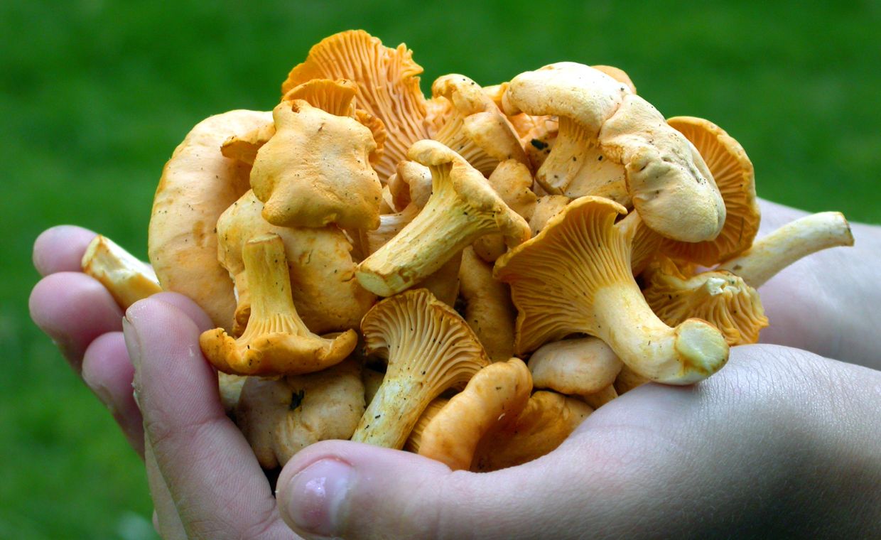 Pierwsze grzyby już w polskich lasach. Jakie okazy można zbierać w czerwcu?