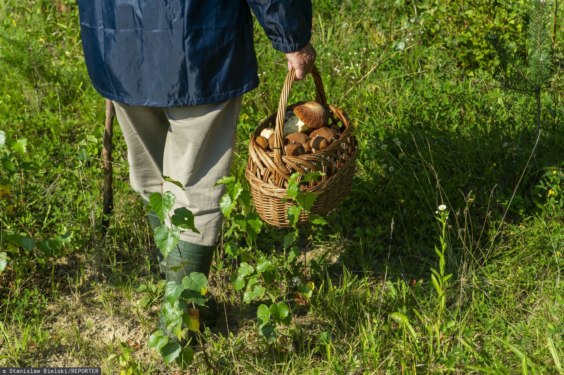 Wysyp grzybów. Wiadomo, gdzie ich szukać