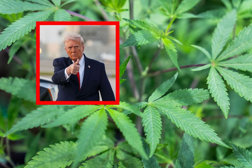Historyczna zmiana Trumpa. Dotyczy marihuany
