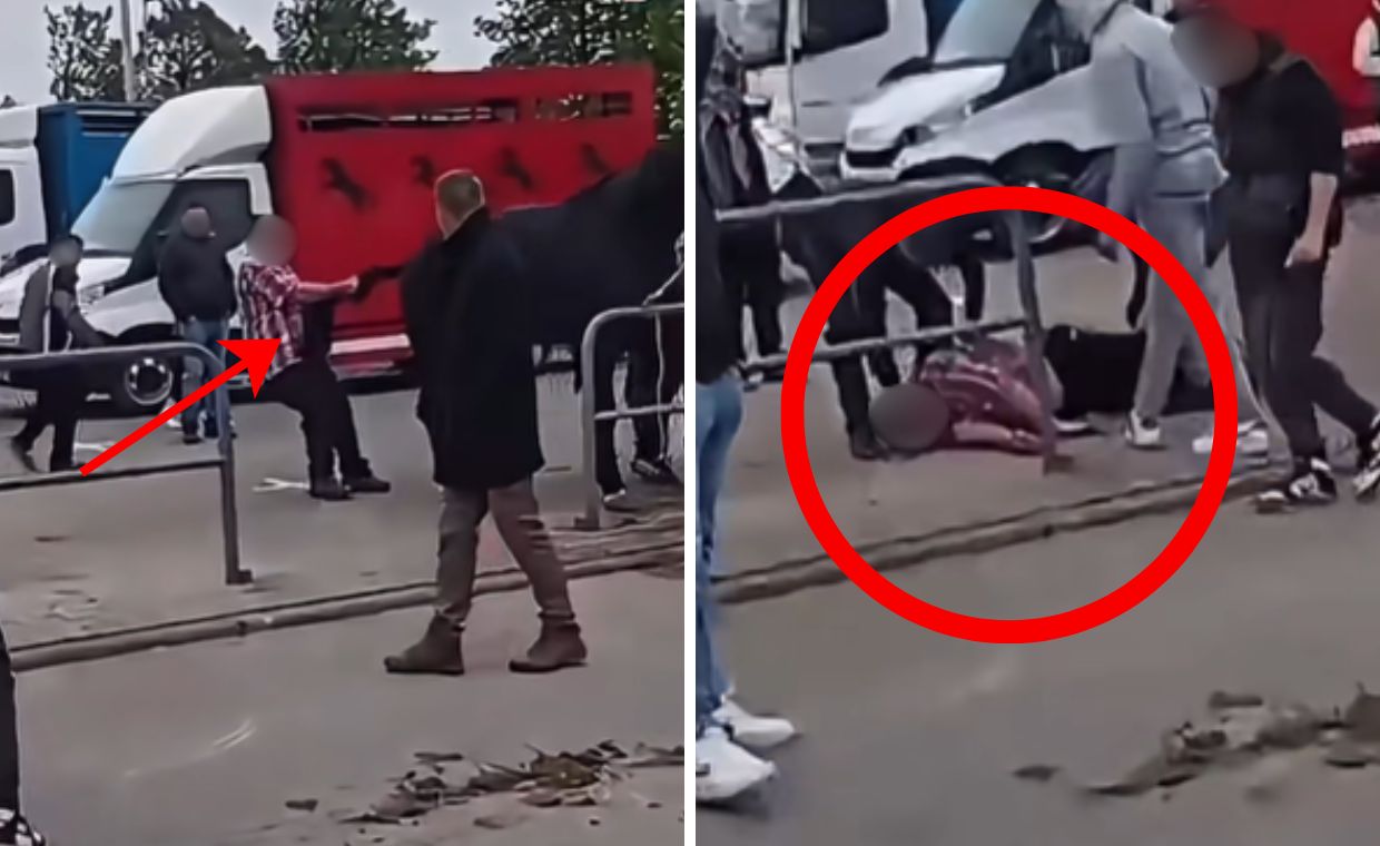 Koń go kopnął, po tym jak sam go drażnił. Dorożkarz traci pracę