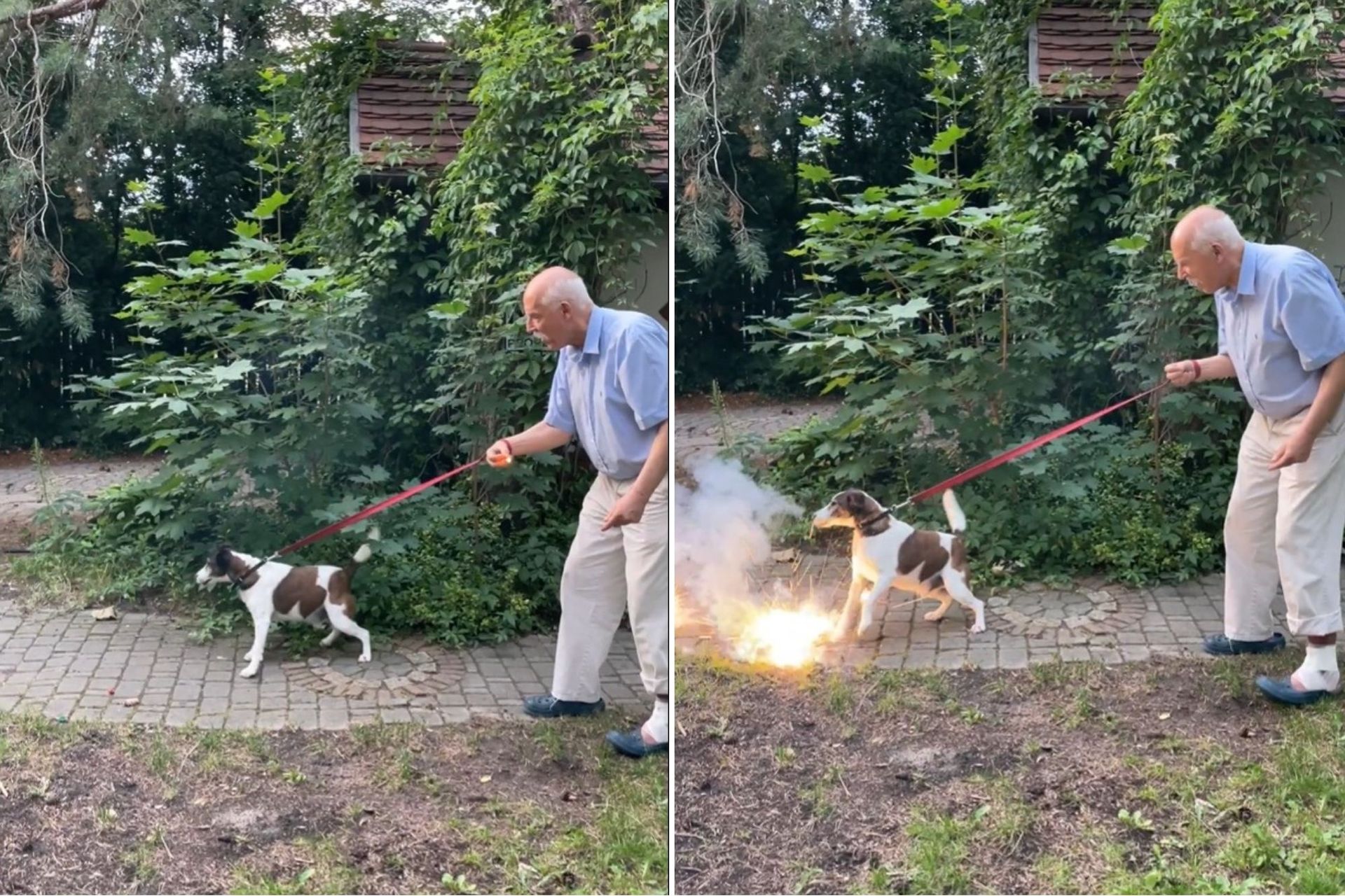Korwin-Mikke znów szokuje. Rzucił psu petardę