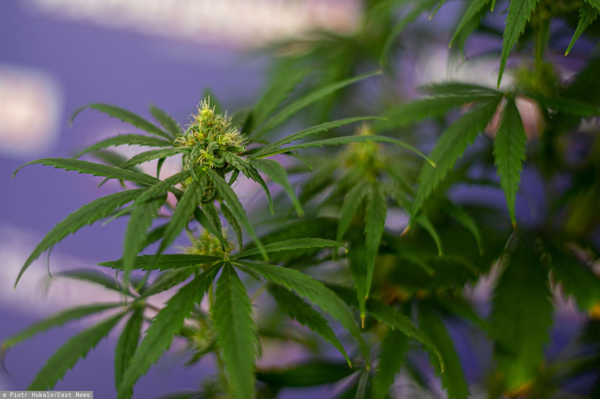 Rząd BiH podjął decyzję o legalizacji konopi. Jest jeden warunek