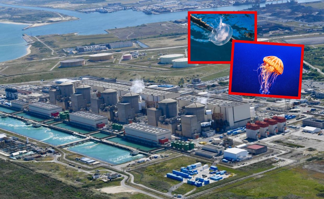 Sceny jak z filmu grozy. Meduzy sparaliżowały elektrownię jądrową