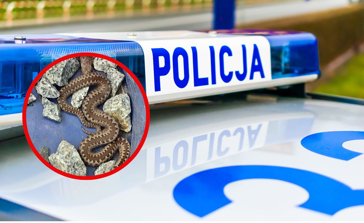 Żmija zygzakowata przed domem. Policja interweniuje