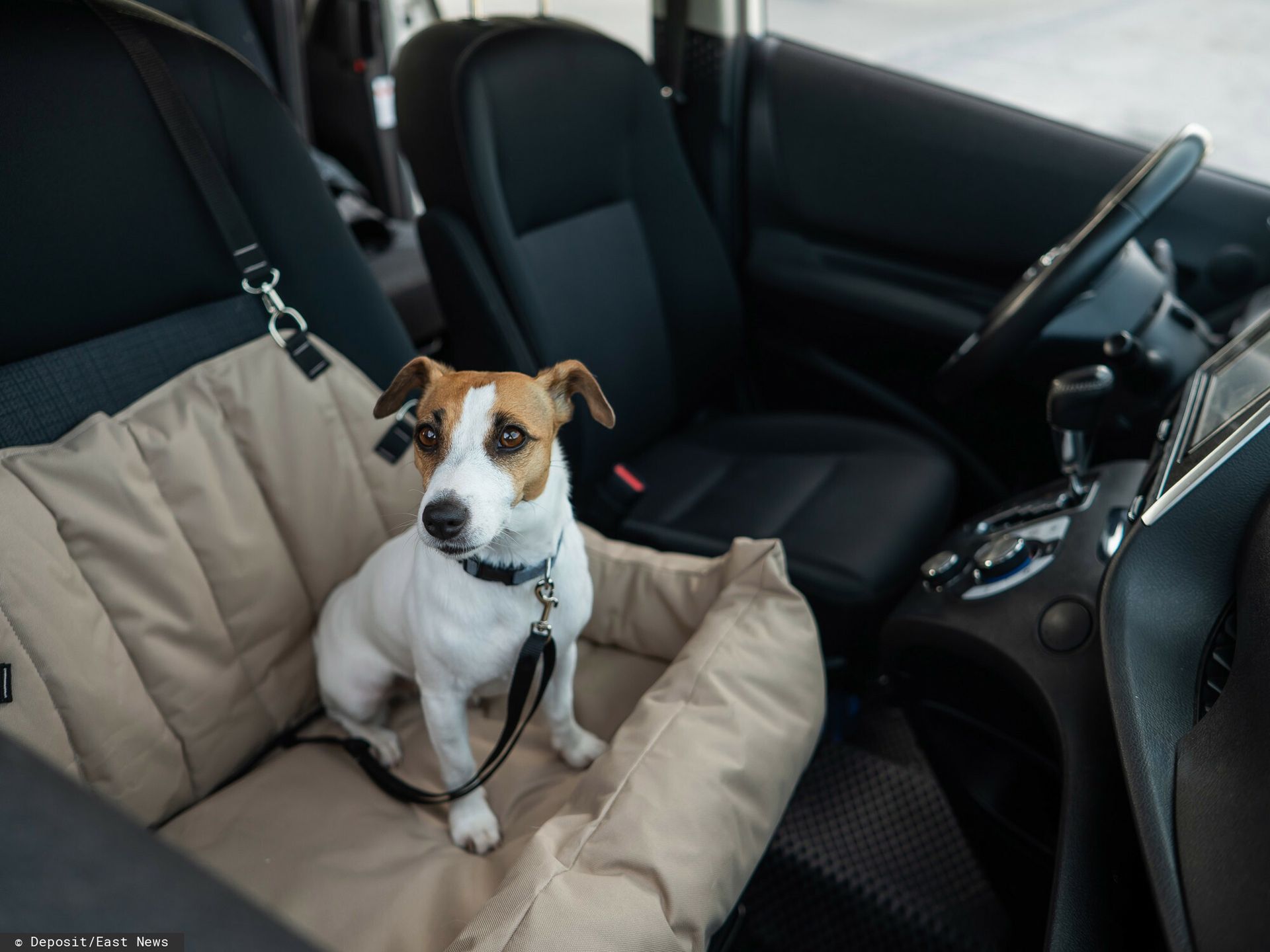 Nowe przepisy dla podróżujących z psem i kotem po UE