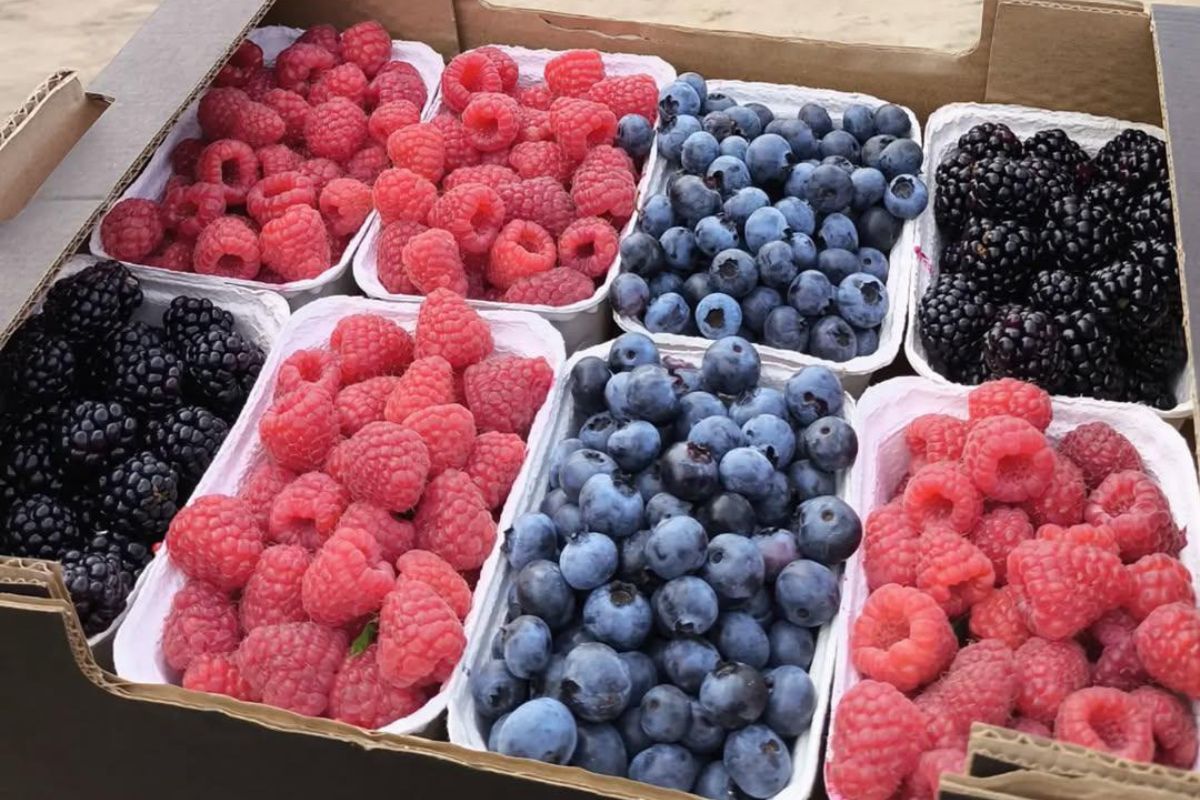 Wyjeżdżają ze skrzynkami pełnymi owoców. Atrakcja przyciąga tłumy