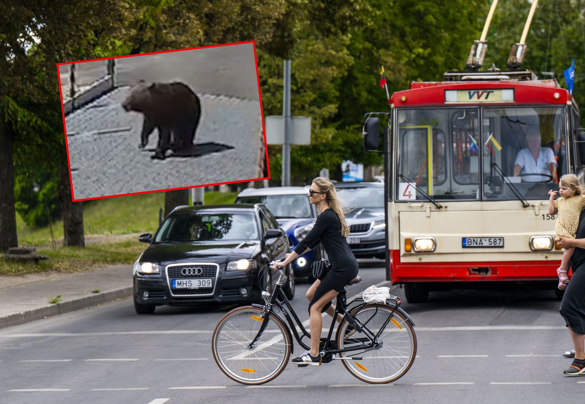 Niedźwiedzica na przedmieściach Wilna. Znalazła sojusznika