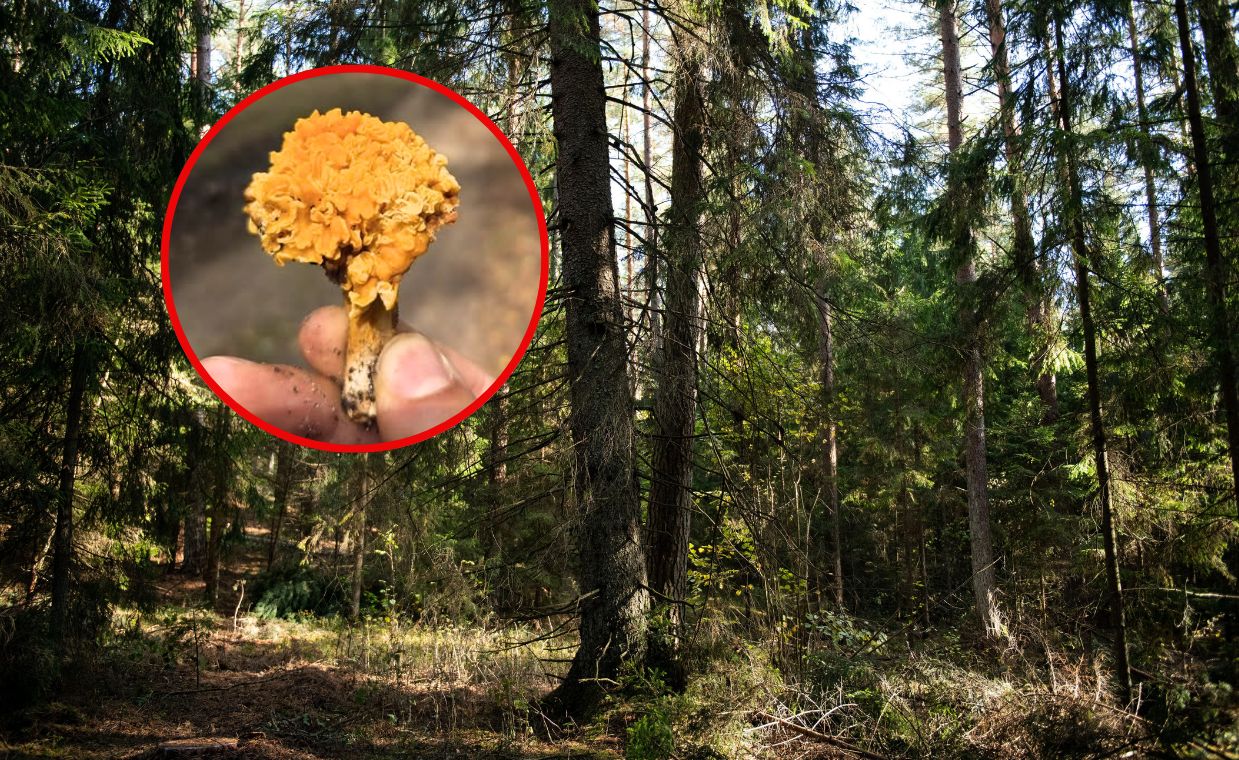 Wyjątkowe znalezisko w lesie. "Zdarza się naprawdę rzadko"