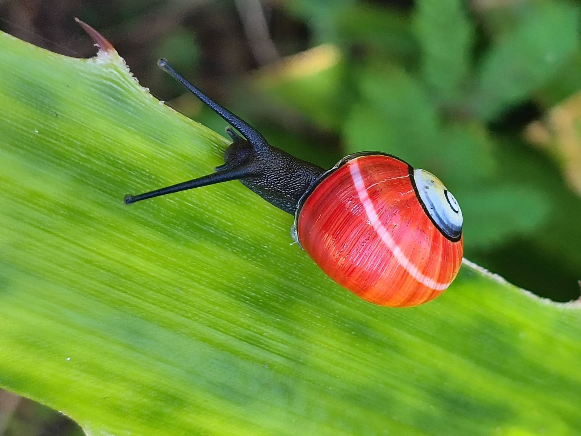 Są zbyt piękne. Mogą przez to wyginąć