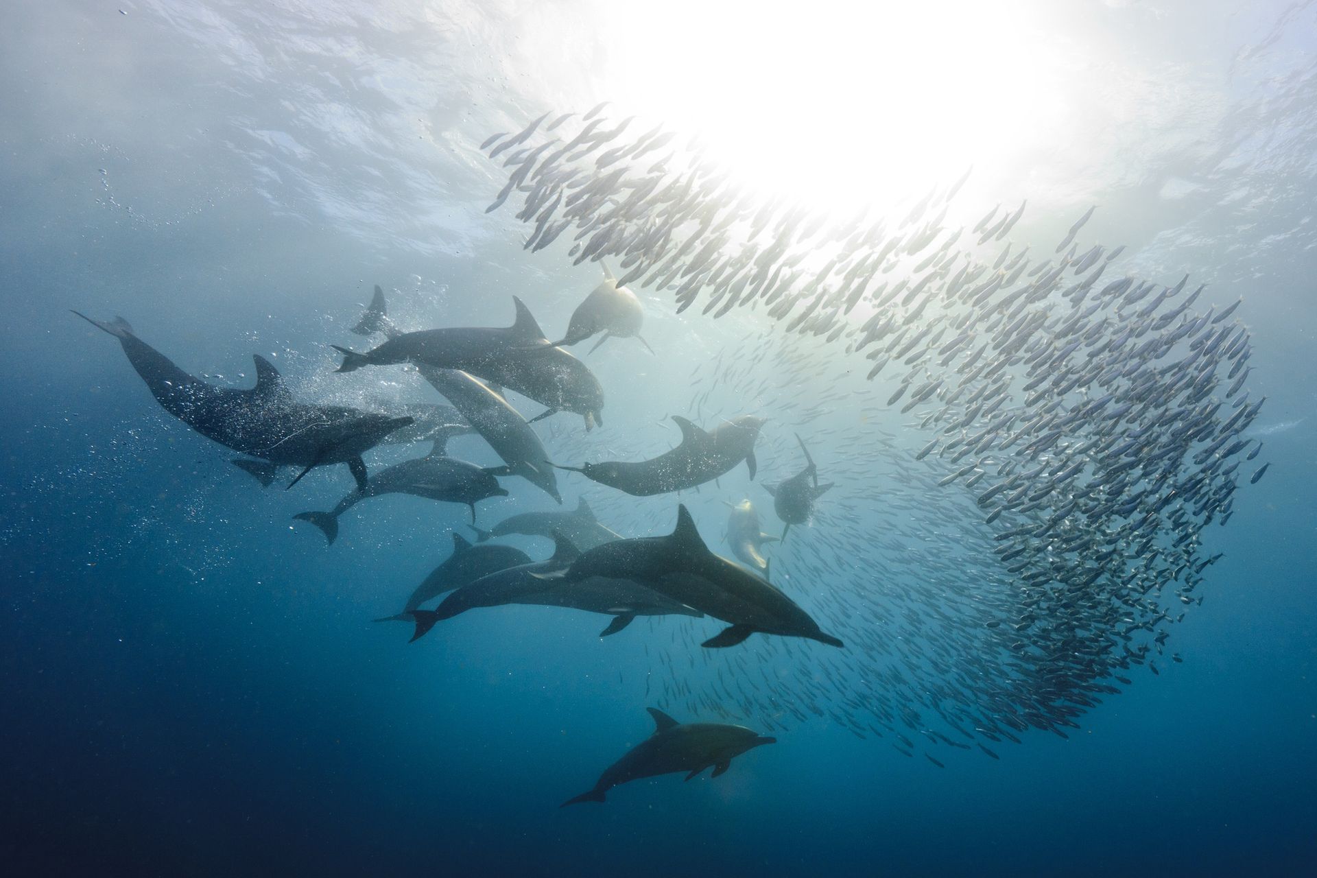 Zginęło ponad 200 delfinów. Temperatura jezior sięgnęłą 41°C