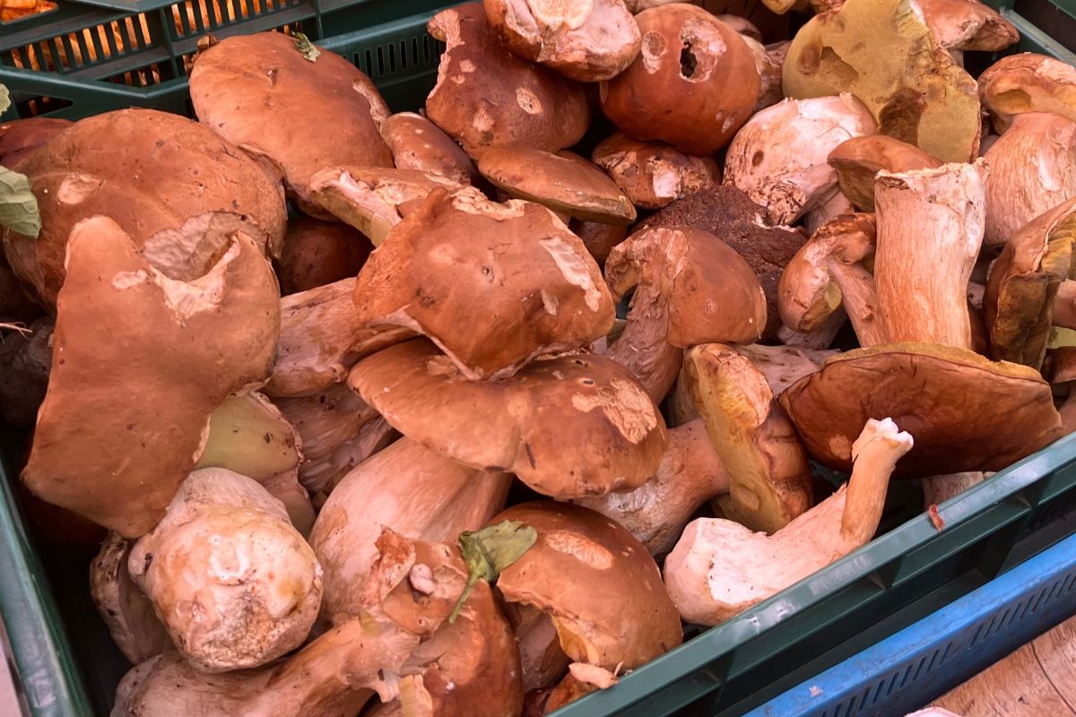 Różne ceny na jednym stoisku. Tyle zapłacisz za borowiki w Warszawie