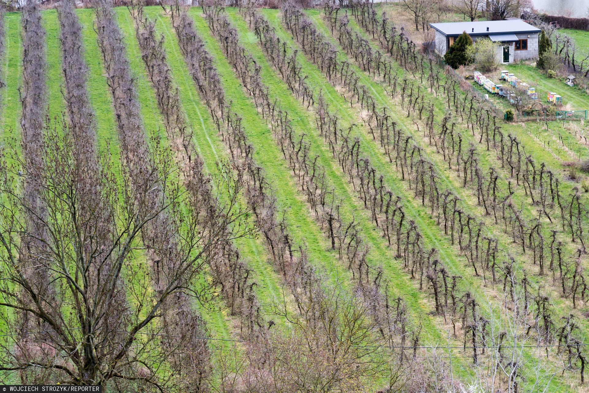 Sadownicy posadzili 300 drzewek. Błyskawicznie zniknęły