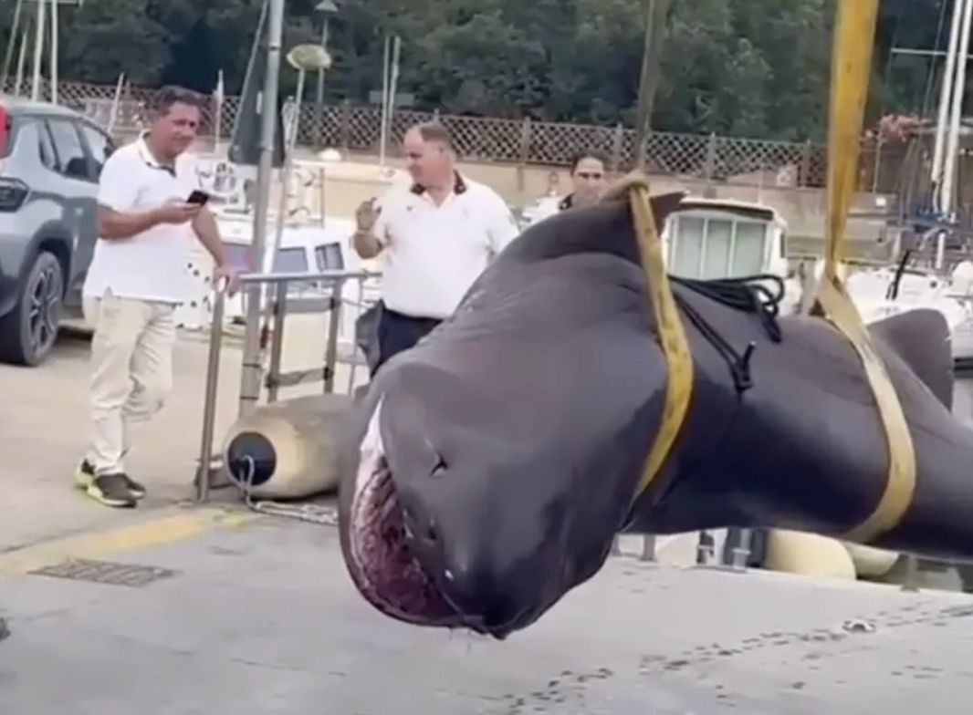 Zdziwienie na plaży we Włoszech. Gigantyczny rekin