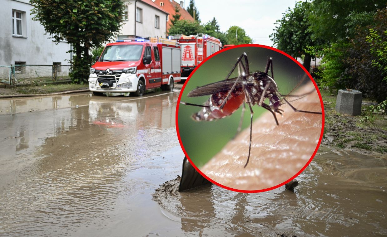 Ekspert ostrzega przed inwazją komarów