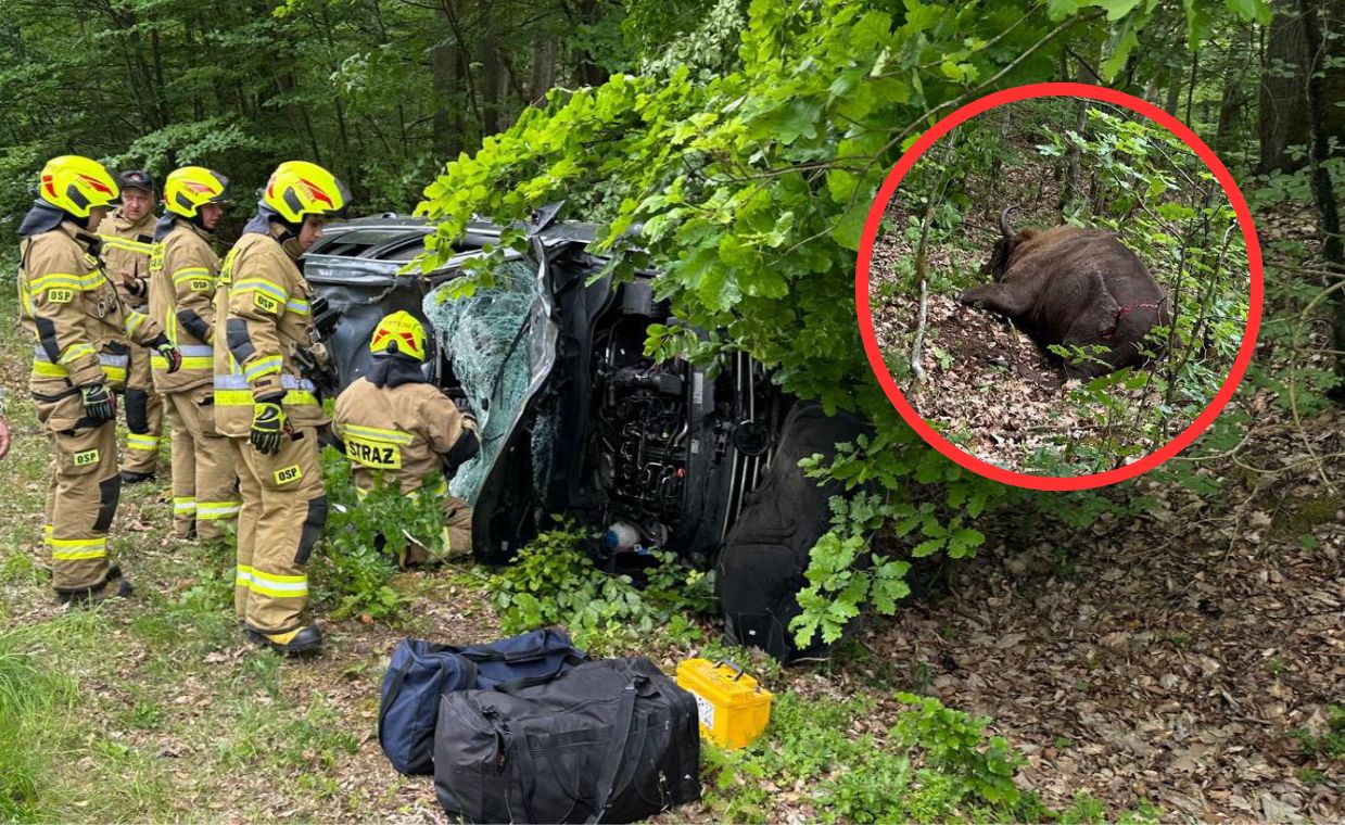 Dwie osoby w szpitalu. "Król puszczy" nagle pojawił się na drodze