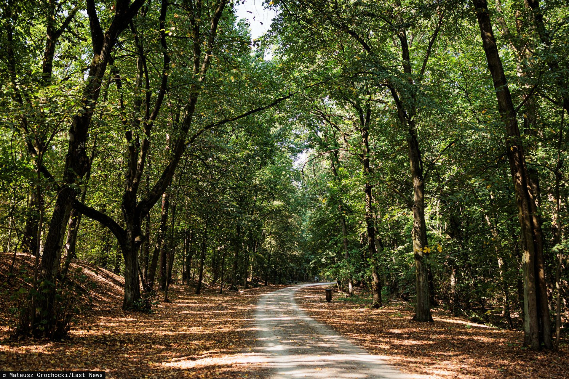 KE grozi Polsce karami. Chodzi o wyrok TSUE ws. lasów