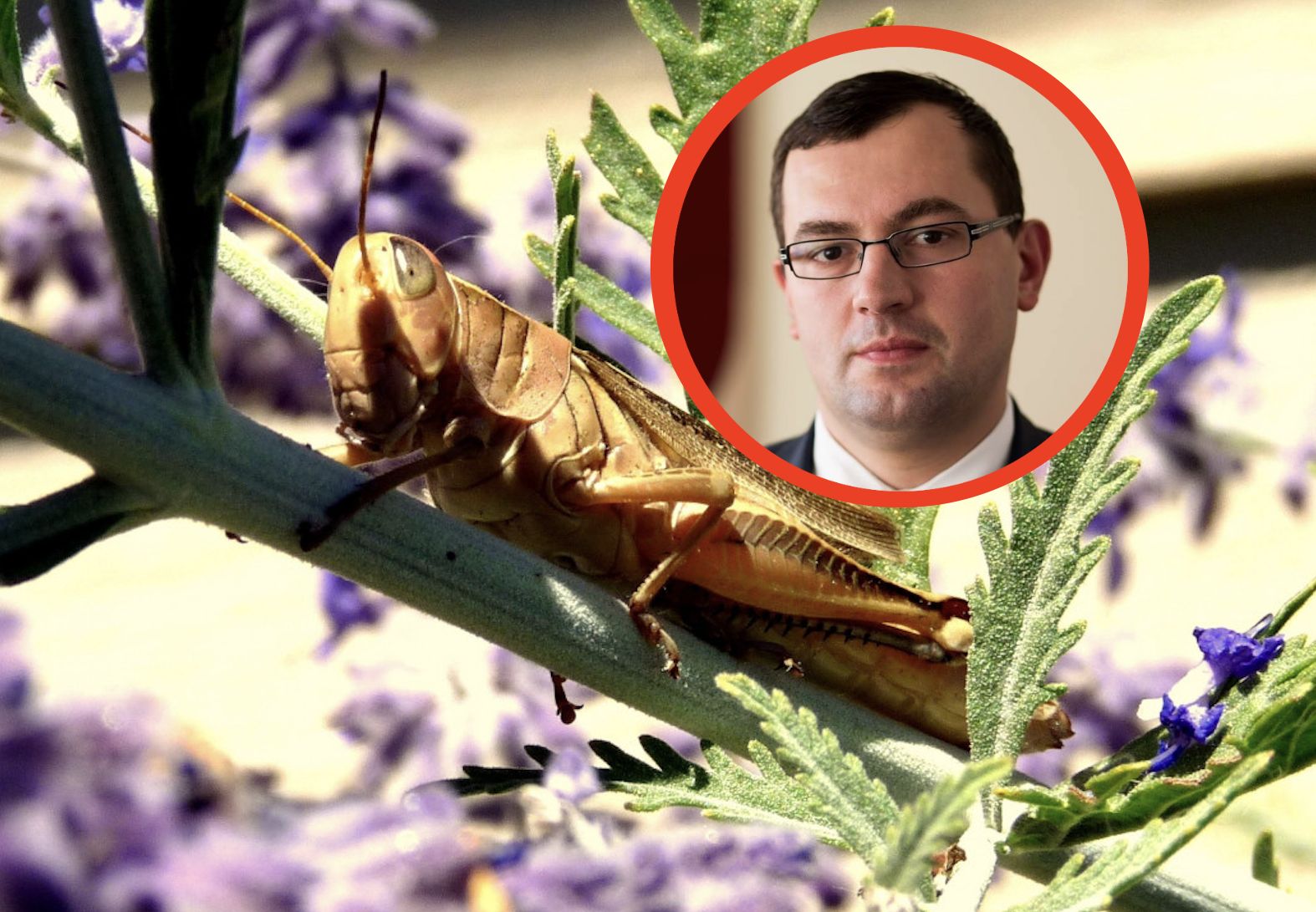 Plaga szarańczy w Ukrainie. Polska w gotowości