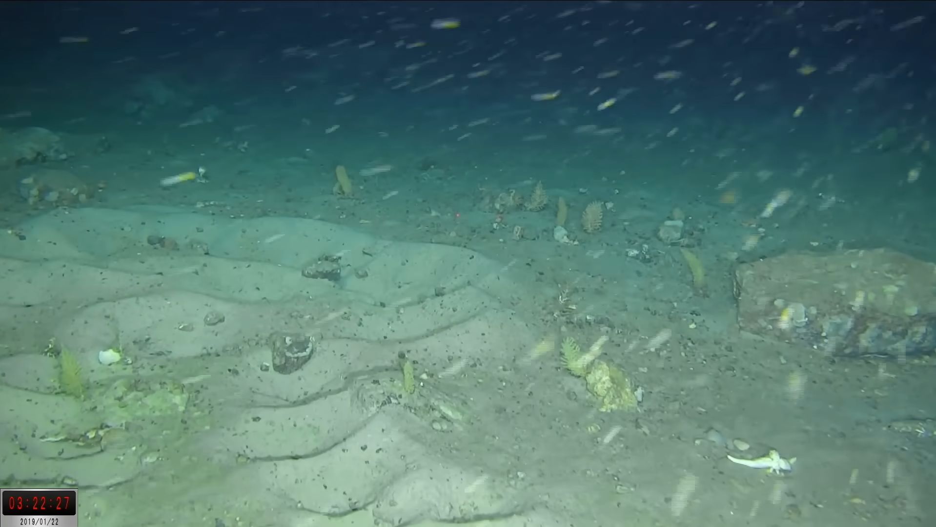 Znaleźli ich tysiące pod lodem. "To wyjątkowe odkrycie"