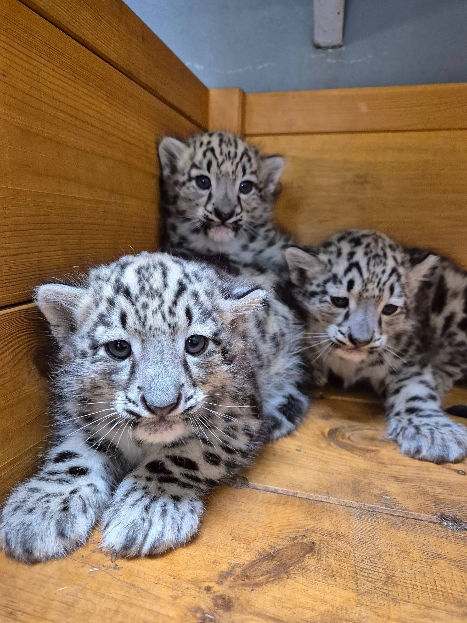 "Wiadomość roku". Trzy maluchy w zoo