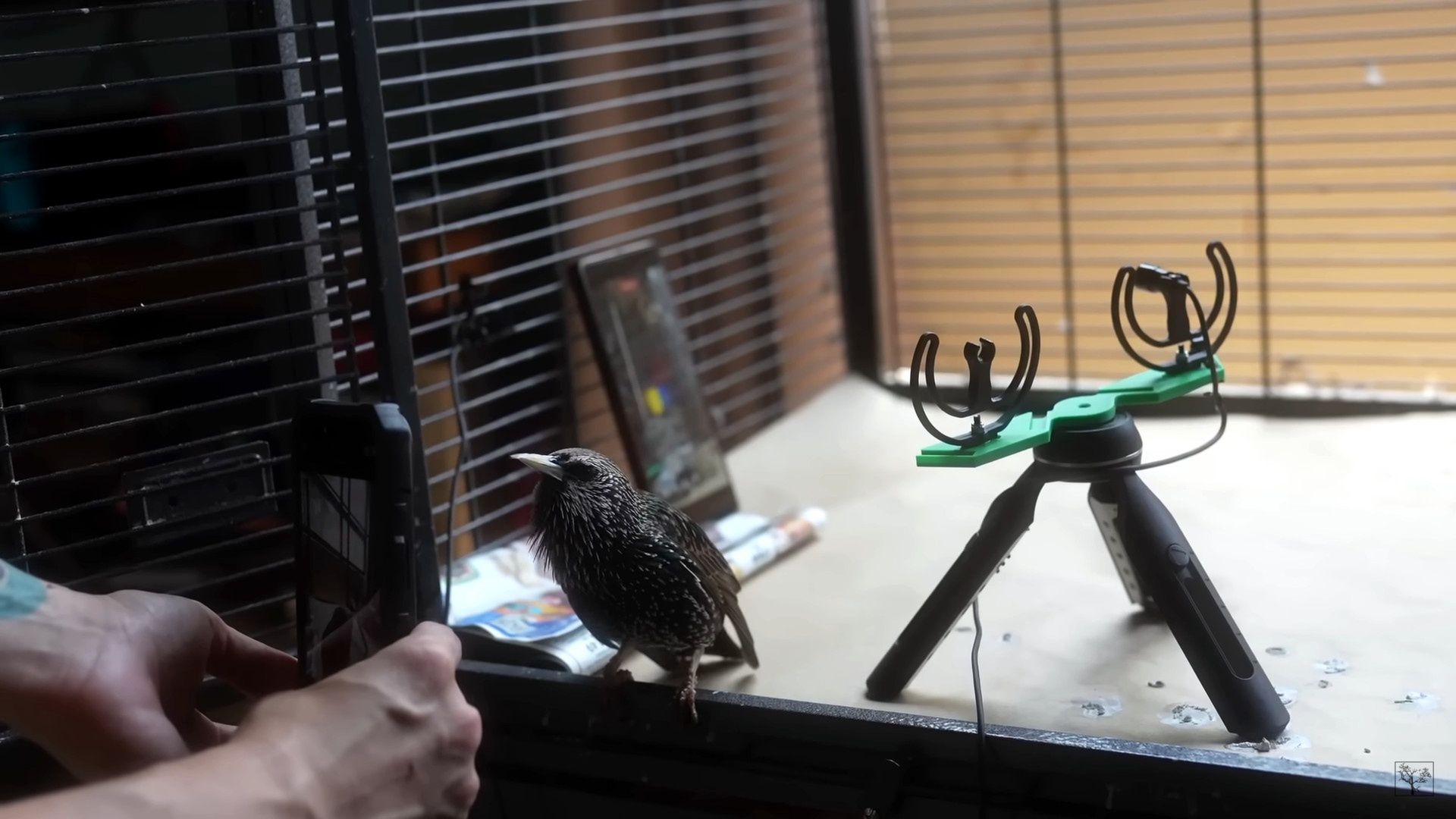 Zapisał dane w śpiewie ptaka. Nietypowy eksperyment pasjonata