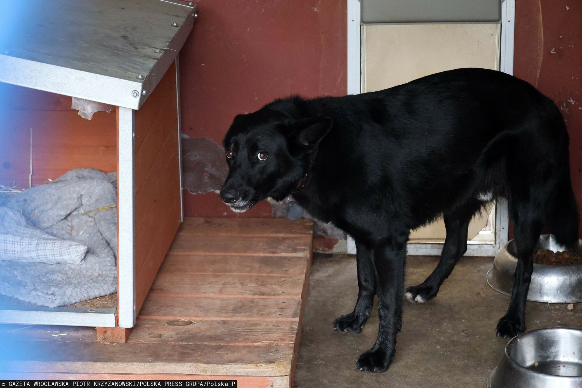 Horror w schronisku, znęcały się nad zwierzętami. Samorząd umywa ręce