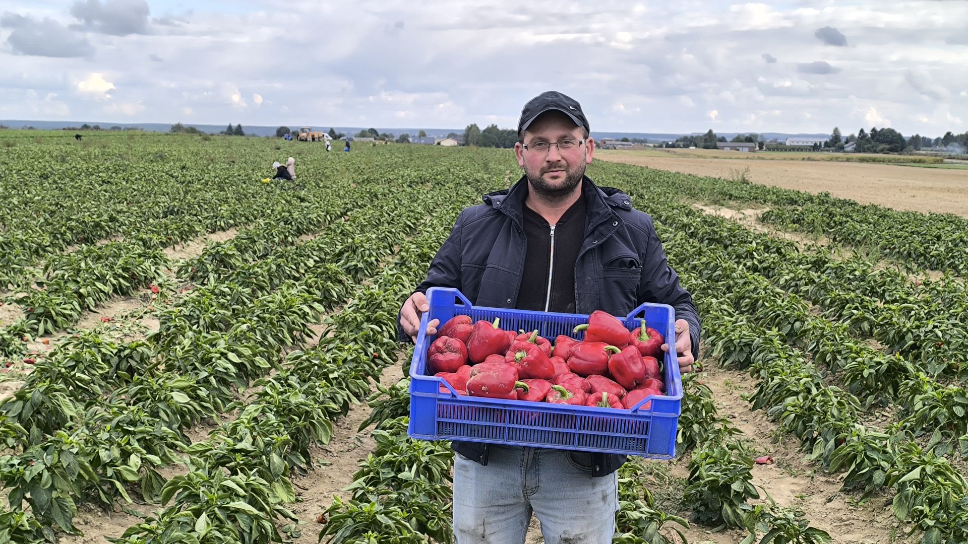 Podał cenę za paprykę, zjechały tłumy. Rolnik spod Lublina podlicza korzyści