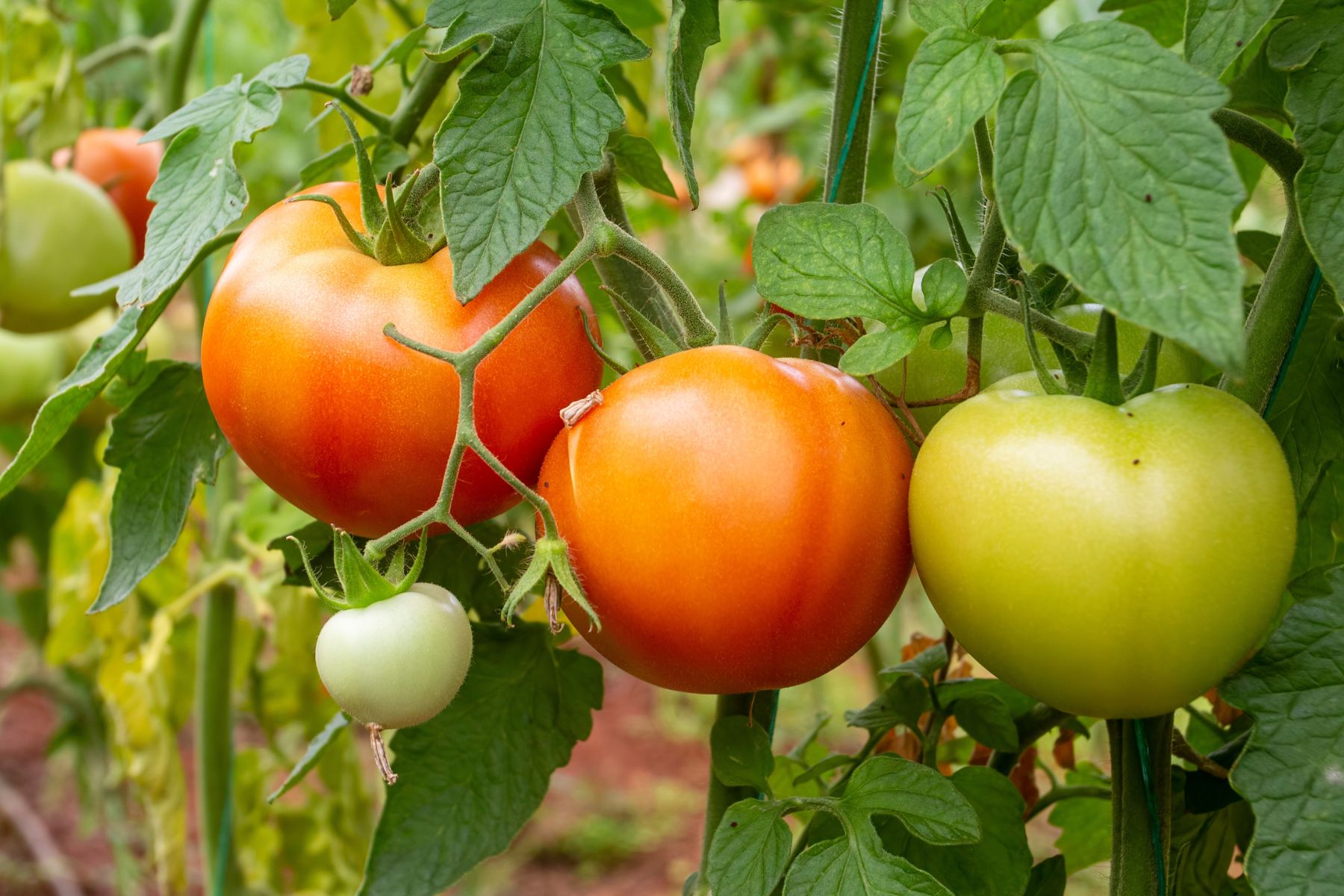Tak przyspieszysz dojrzewanie pomidorów. Banalny trik, który każdy powinien znać