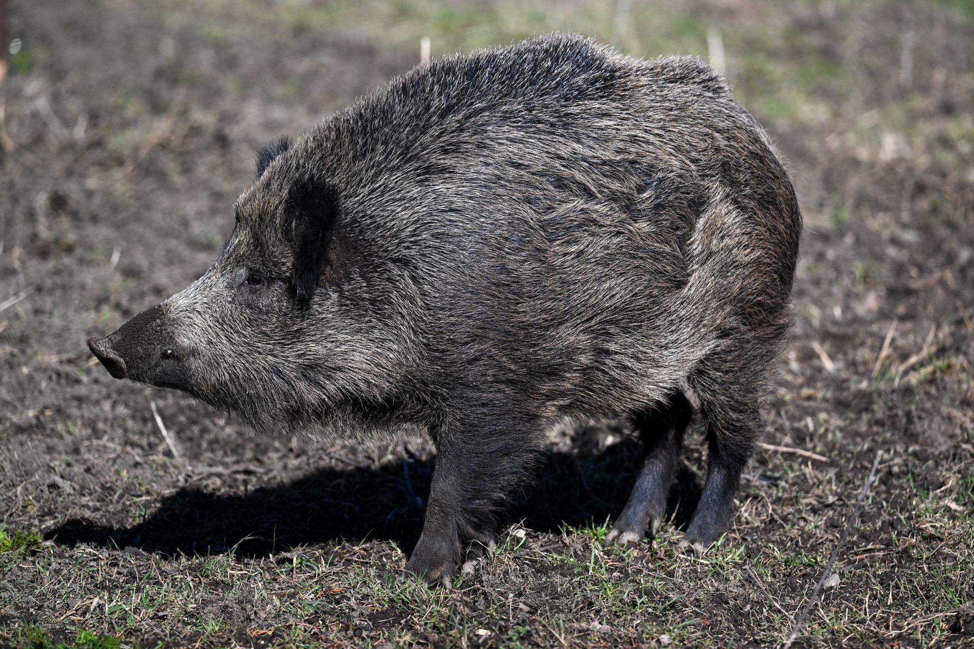 Dramatyczny atak dzika w Warszawie. Sąsiedzi nie zareagowali