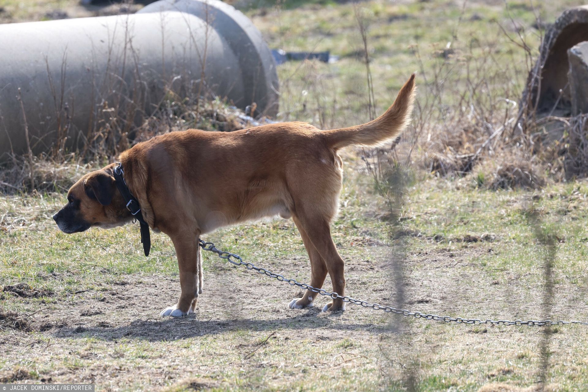 Smerfy oczekują zmian. Zapytaliśmy o sytuację zwierząt