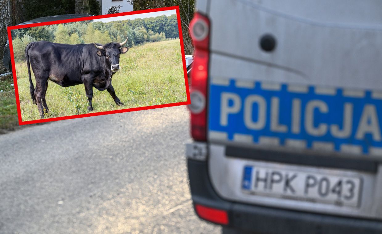 Tragiczny wypadek w gospodarstwie rolnym. Zaatakowały byki