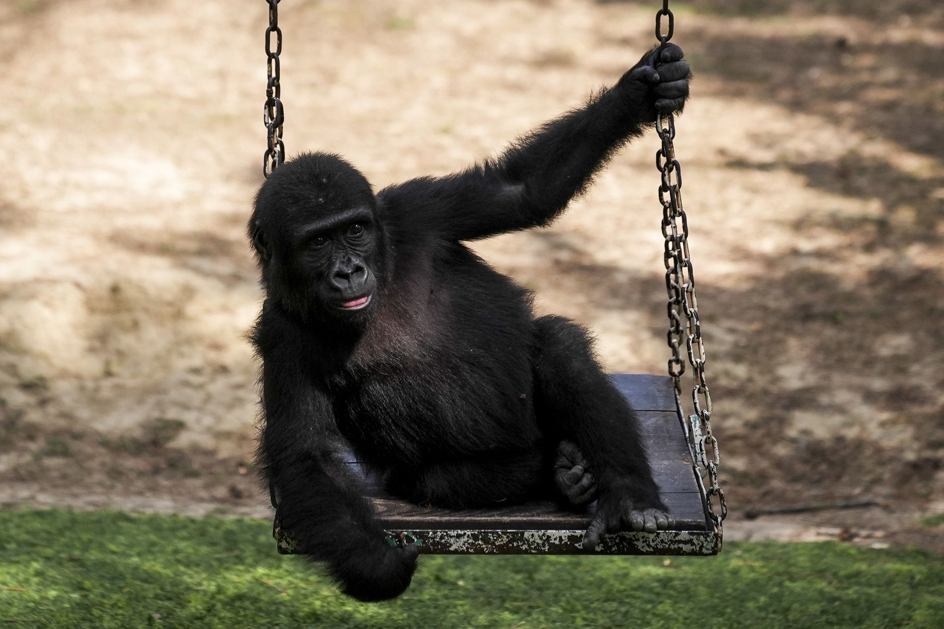 "Leczą się" owadami. To ich specjalna taktyka