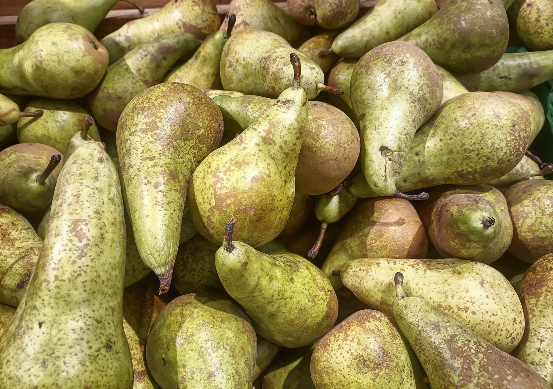 Polskie gruszki nareszcie w marketach. Oto ceny naszych owoców